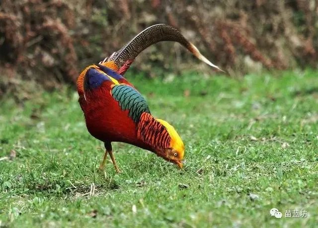 新疆的道地药材有哪些？