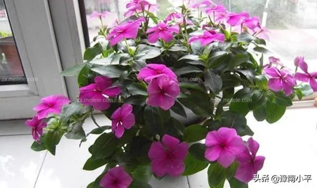 长春花怎么摘心？