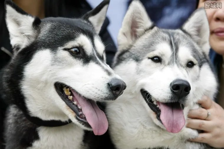 宠物美容一次大概多少钱 如何给宠物狗做美容