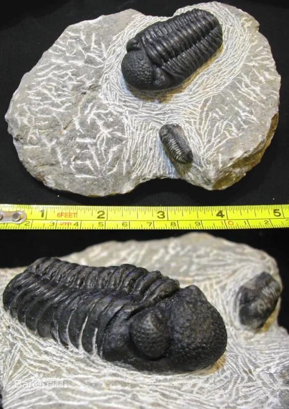 含三叶虫化石的地层是在哪个年代