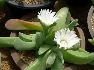 梨子是单子叶还是双子叶