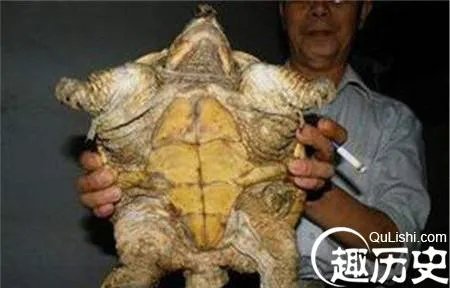 两千年前西汉古墓挖出千年神龟 真相太惊人！