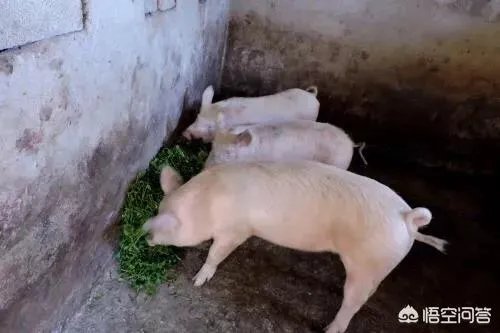 如果猪价降至6元，养殖户的利润是怎样的？