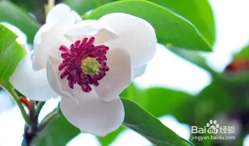 关门山旅游攻略