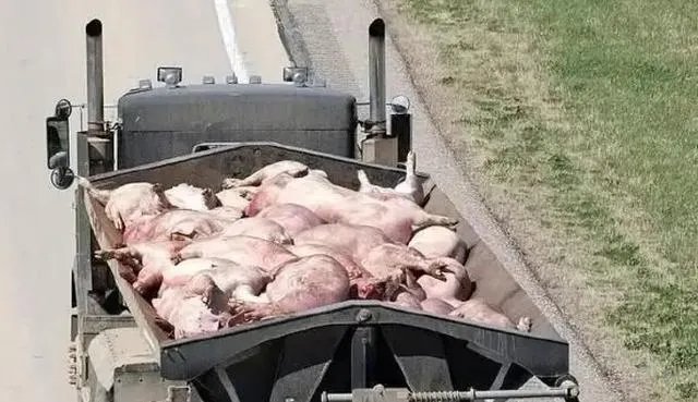 美国市场无肉可卖，为何养殖户却对猪进行安乐死，尸体堆积如山？