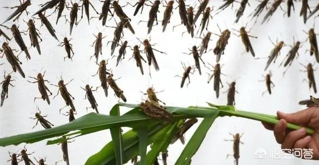 现在看到农村很多大棚饲养蝗虫的，效益咋样？