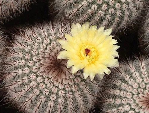 金虎仙人球会开花吗 如何养好金虎仙人球