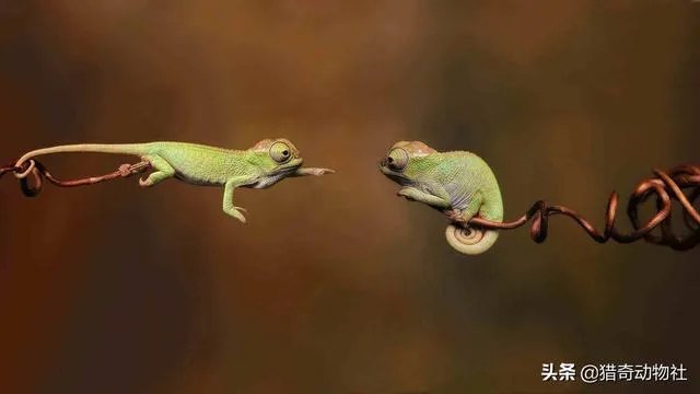 动物中，有没有我们从没见过的伪装术？