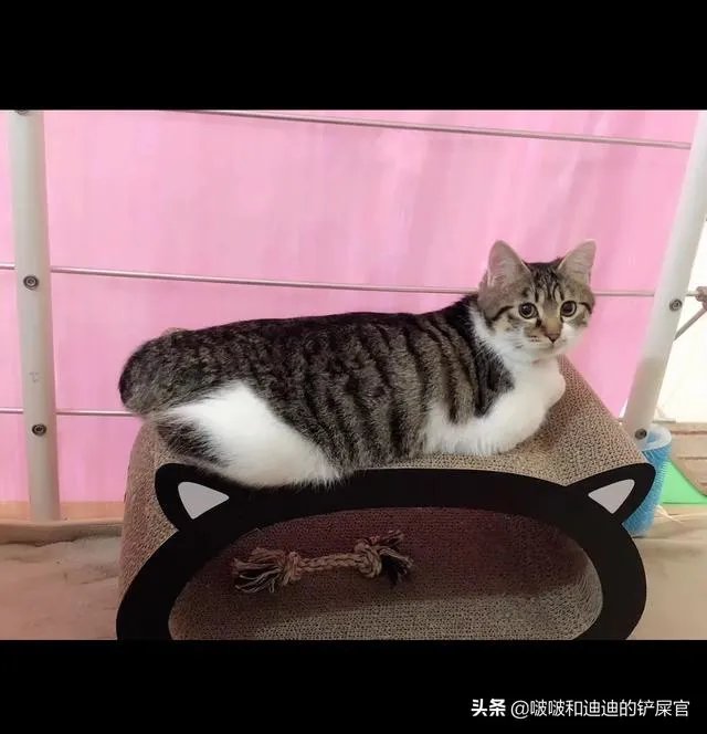 奶猫是不是吃了睡睡了吃？一天要睡多长时间？