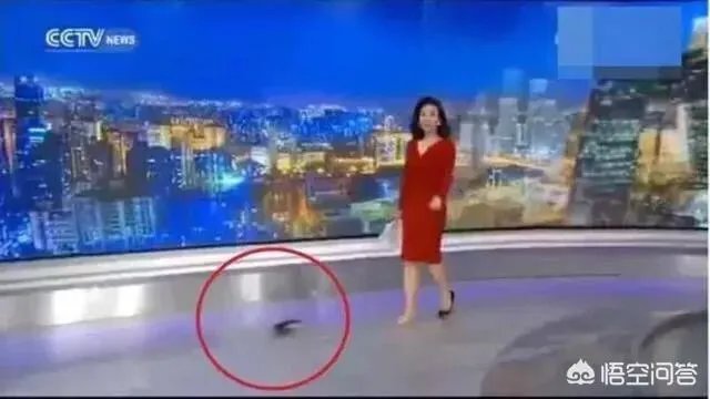 主持节目时高跟鞋掉了怎么办？