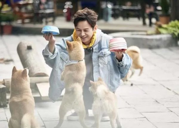 《向往的生活》锅碗瓢盆四条狗，现在过的怎么样了？