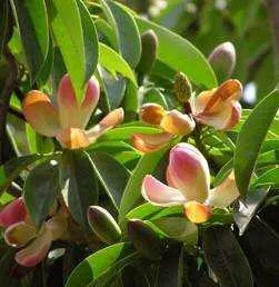 大理首次发现极危物种云南木莲, 你怎么看？