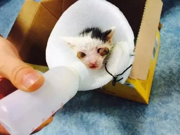 你家的猫做过哪些不可思议的事？