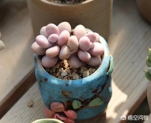 给多肉浇水的秘诀是什么？