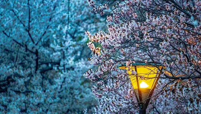 2021顾村公园樱花节时间 2021上海顾村公园樱花节最佳赏花时间