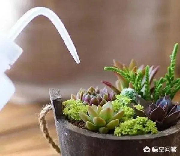给多肉浇水的秘诀是什么？