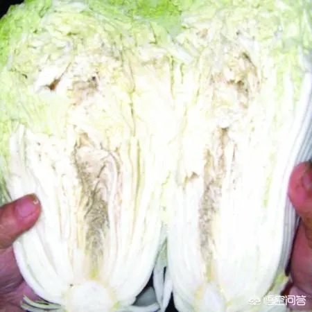 如何识别出甲醛白菜?