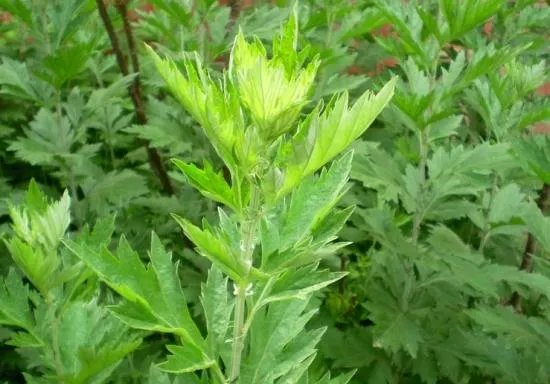 艾草是野生的好还是种植的好?