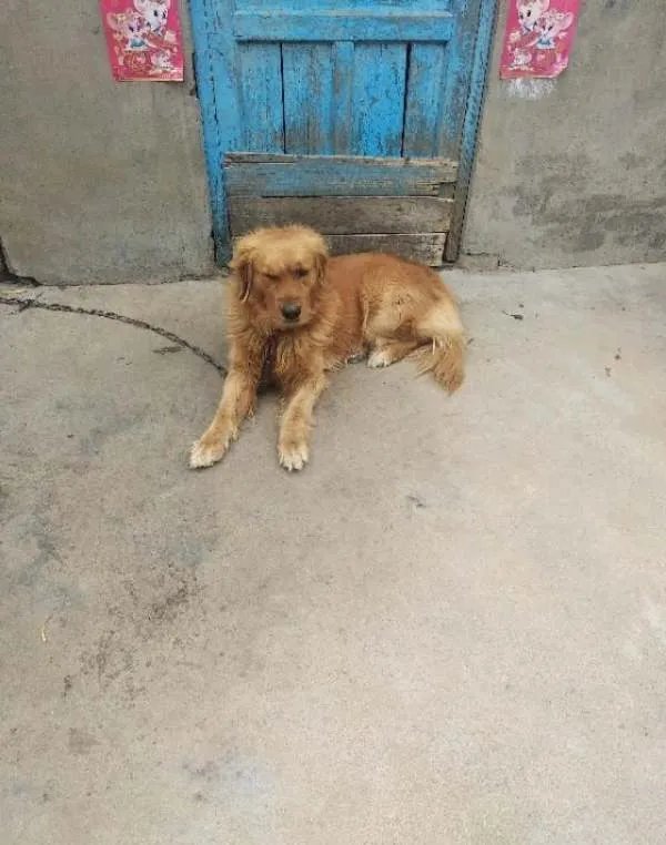 有人建议向美国学习，通过立法禁止国人吃狗肉，你支持或反对？