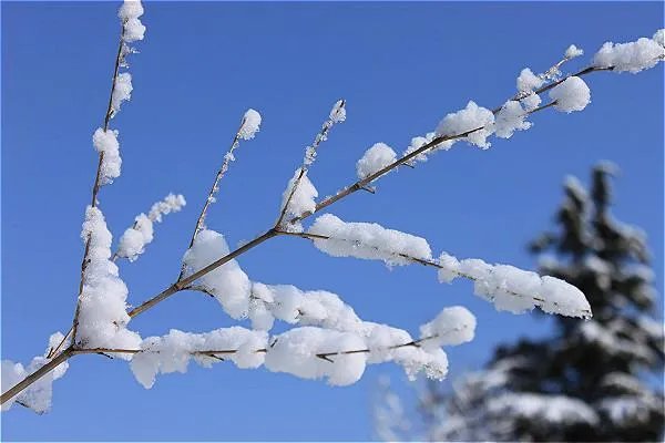要七月飞雪了什么意思