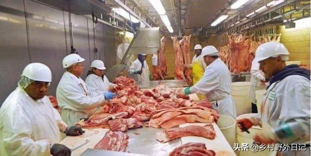 美国市场无肉可卖，为何养殖户却对猪进行安乐死，尸体堆积如山？