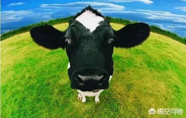 三段奶粉，哪个好？