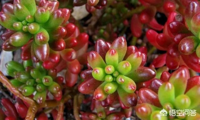 给多肉浇水的秘诀是什么？