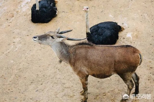 海丝动物园好玩吗