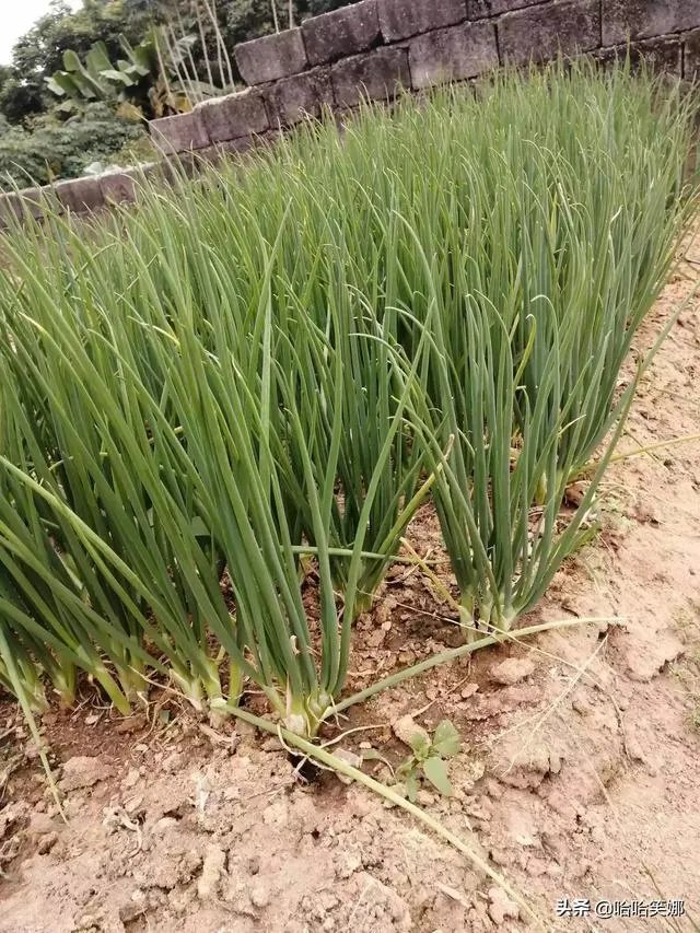 如果保姆打小孩，家长应该怎么办？