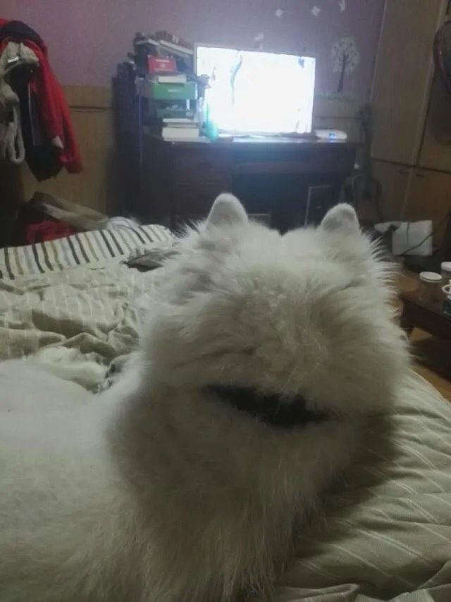 萨摩耶在交警队混吃混喝1个月把交警吃穷了，有这么夸张吗，萨摩耶有多能吃？