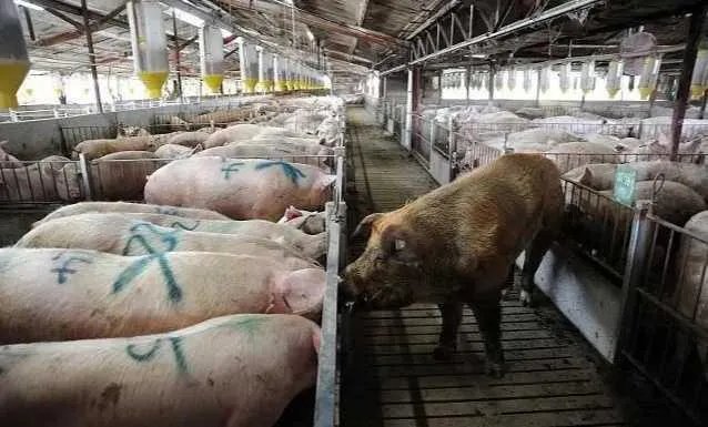 美国市场无肉可卖，为何养殖户却对猪进行安乐死，尸体堆积如山？