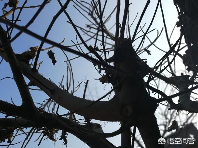 很多跳广场舞的朋友没有舞蹈基础，要想跳好舞最应该掌握哪几点呢？