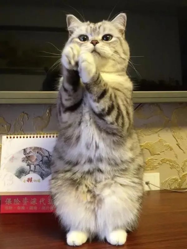 你家的猫做过哪些不可思议的事？