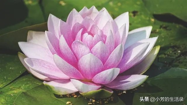 谁手机里有美女美景图片，能不能分享让大家看看？