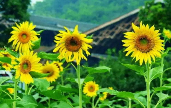 向日葵妈妈有个好办法仿写