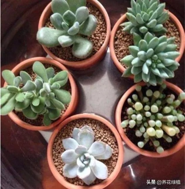 给多肉浇水的秘诀是什么？