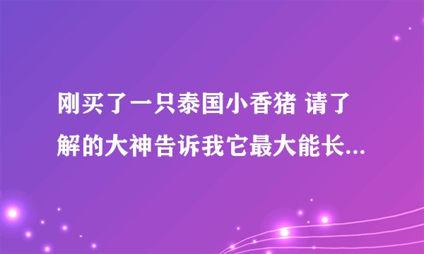 刚买了一只泰国小香猪 请了解的大神告诉我它最大能长到多少斤？是真是假？现在是3个月了 谢谢了～！