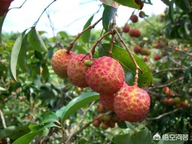 水果价格猛涨，果农还是没钱赚？如何实现利润最大化？