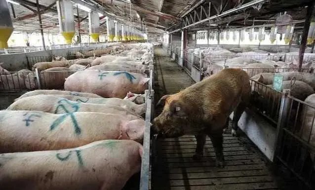美国市场无肉可卖，为何养殖户却对猪进行安乐死，尸体堆积如山？