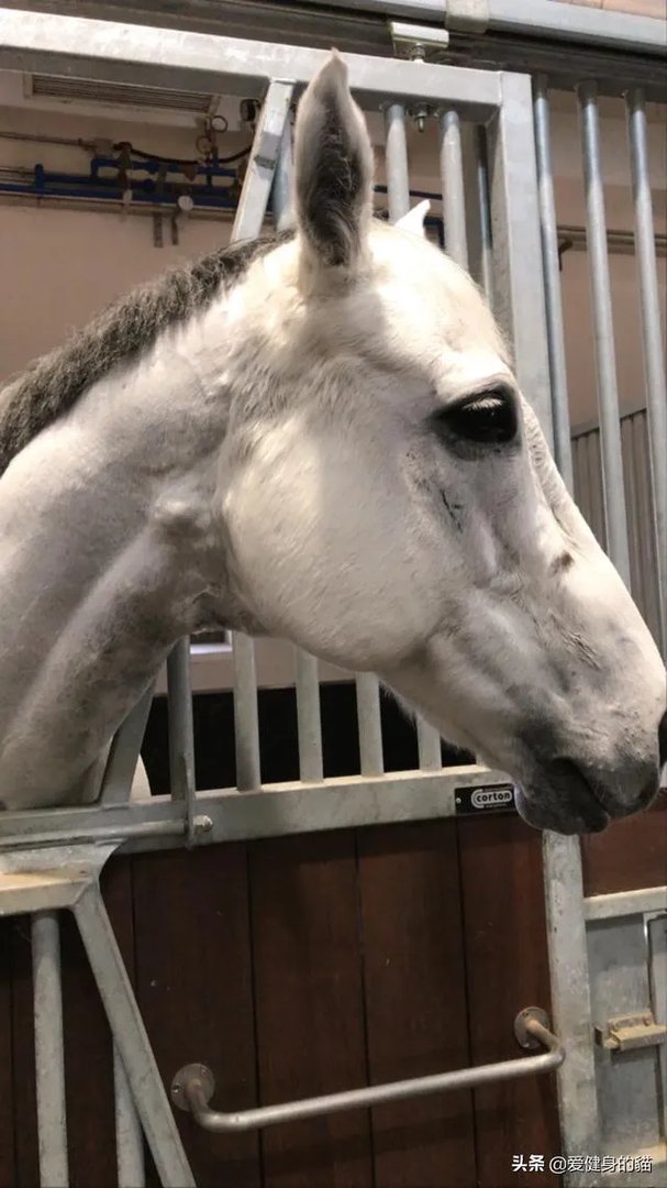 体型会影响青年模特技能大赛的成绩吗？