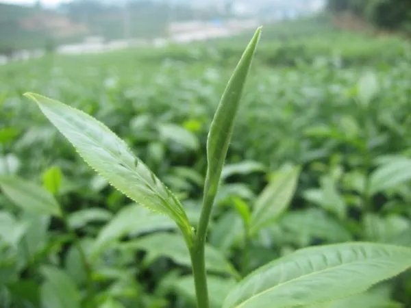 福云6号的特征特性