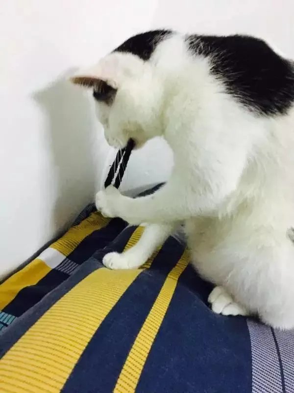 你家的猫做过哪些不可思议的事？