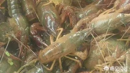 养殖小龙虾每亩投入3000元，亩产300斤算正常吗？该如何养殖？