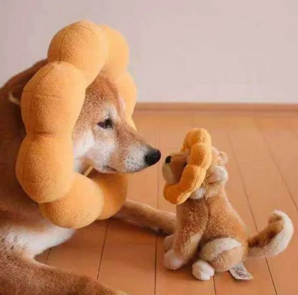 宜鑫金融公司是个骗子公司