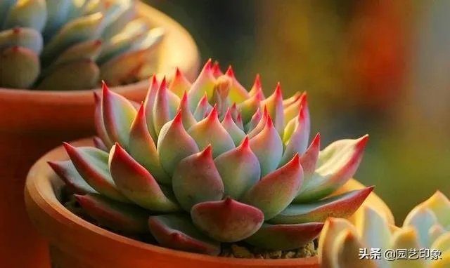 给多肉浇水的秘诀是什么？