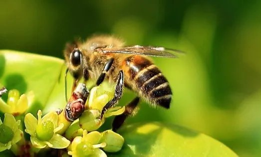 如果蜜蜂第一次分群失败，第二天还会进行分蜂吗？