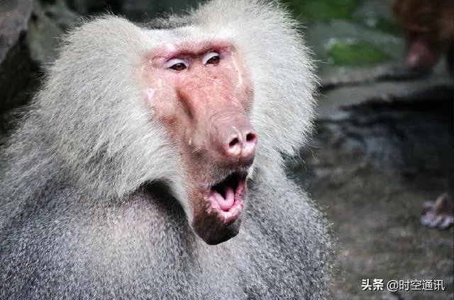 人和动物最大的相同点是什么？