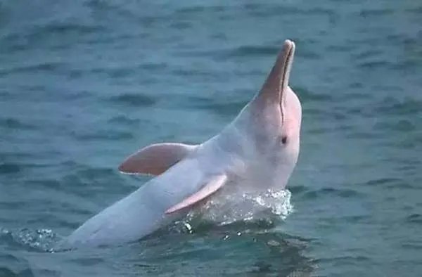 中国濒临灭绝的动物有哪些？它们图片！