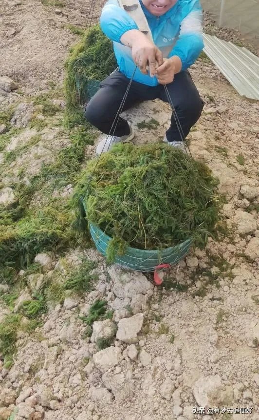 养殖小龙虾,水质该如何管理,日常管理要注意什么？