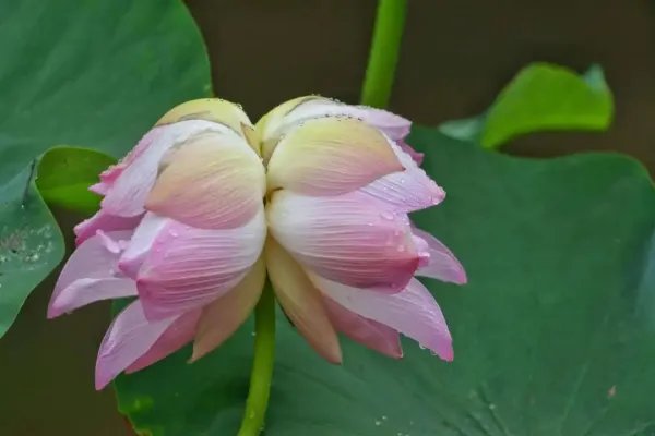 南京玄武湖罕见再现并蒂莲，并蒂莲什么时候开花？